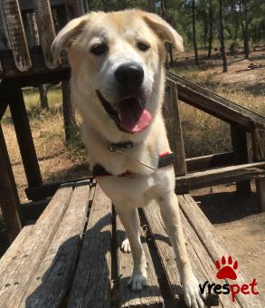 Ράτσα: Λαμπραντόρ - Labrador | Ηλικία: 8 μηνών | Φύλο: Αρσενικό | Αρ. Microchip: 6972833256 | 